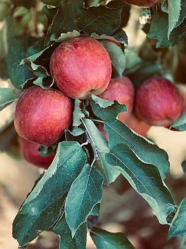 flora red apple fruits produce
