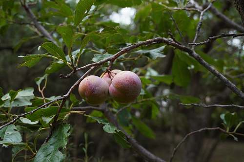 food three brown peaches fruit
