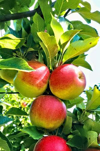 plant  apple