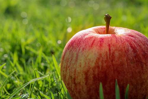 apple selective focus photography of apple plant