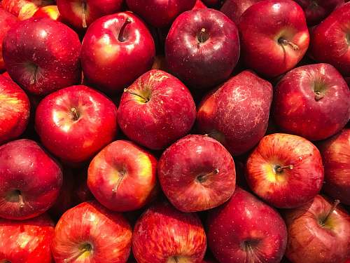 food bunch of red apples plant