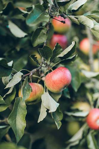 apple red apple plant