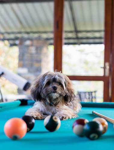 room brown dog on pool table indoors