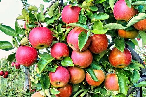 apple  food