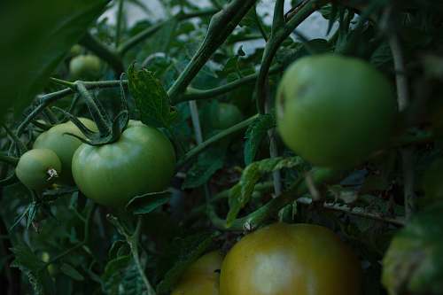 apple close view of tomato plant fruit