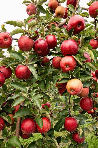 apple closeup photo of red apple fruits food