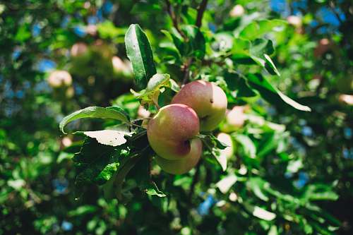 fruit red apple fruit tree during daytime apple