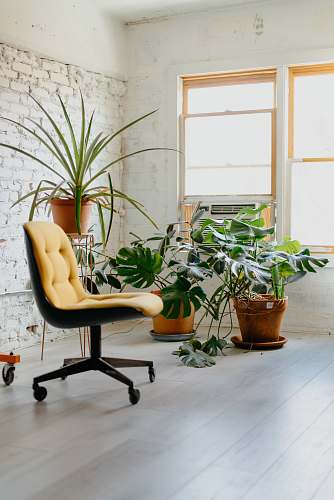chair yellow rolling chair near window plant