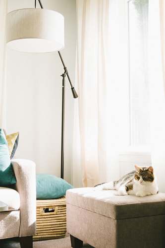 furniture gray and white cat lying on brown ottoman near sofa, clothes hamper and floor lamp inside well-lighted room ottoman