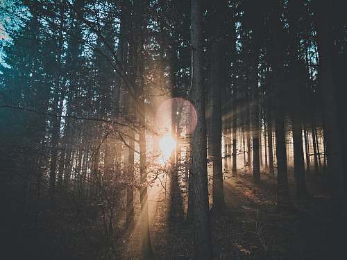 light silhouette of trees flare