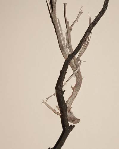 driftwood brown and black stick plant