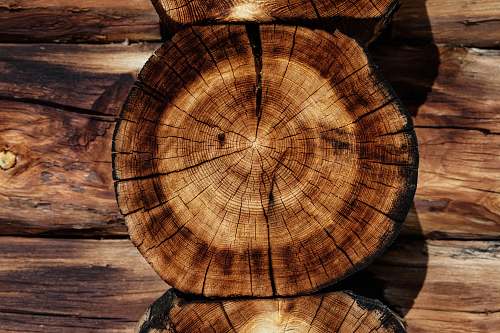 tree brown tree log log