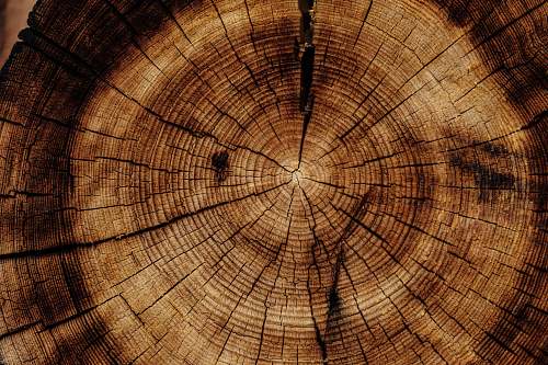 brown photo of brown wood slab log