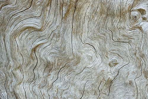 texture tree trunk surface grey