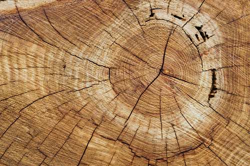 plant wood slice brown