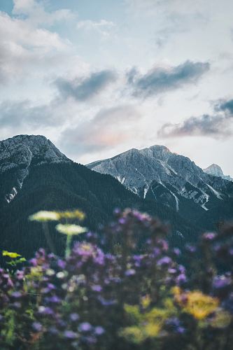 purple petaled flower plants
