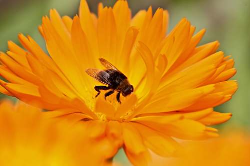 insect bee on orange gerbera flower flora