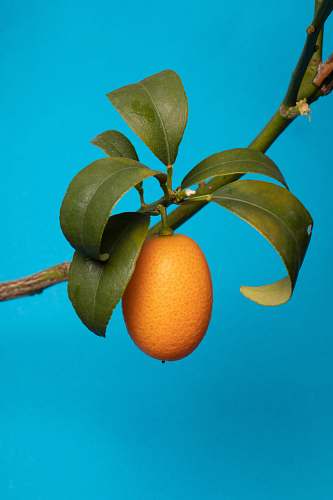 fruit orange fruit on tree branch plant