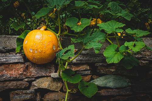 plant round yellow fruits orange