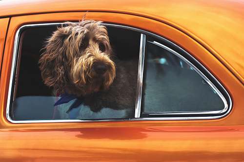 dog long-coated brown dog staring on vehicle window mirror