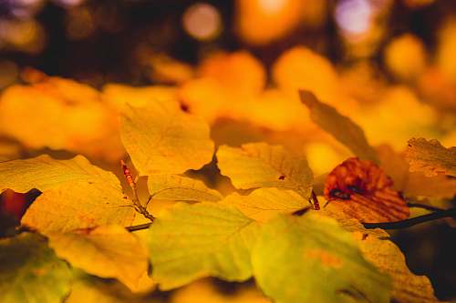 nature macro shot of leaves outdoors