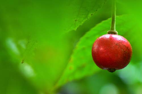 food  apple
