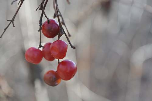 fruit red cherries apple