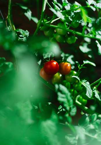 apple red tomato fruits food