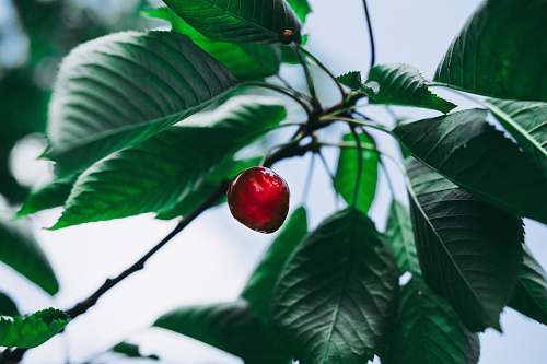 apple round red furit food