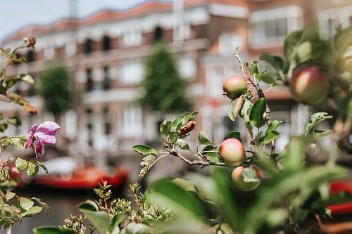 food selective focus photography of green plants apple