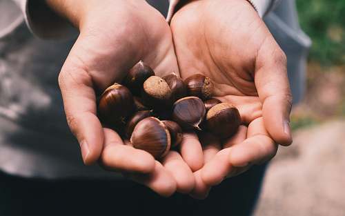 human selective focus photography of person holding nuts person