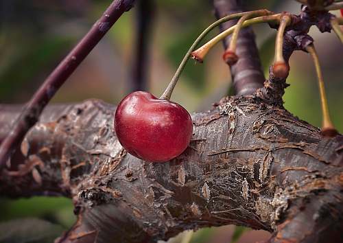 fruit shallow focus photography of red cherry on tree branch cherry