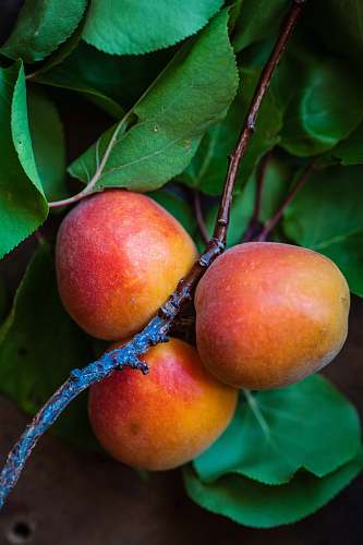 food three peach fruits fruit