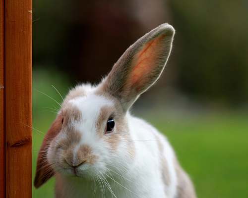 rabbit white and brown rabbit looking at camera bunny