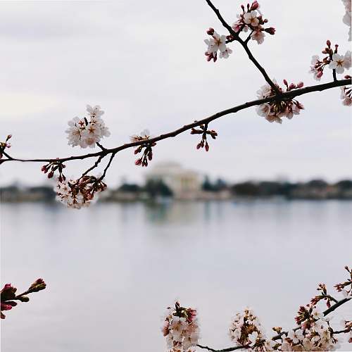 flower tilt-shift photography of sakura tree flora
