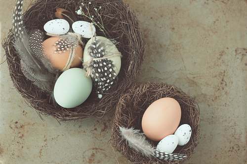 egg five white and brown poultry eggs nest