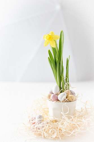 food yellow flower plant