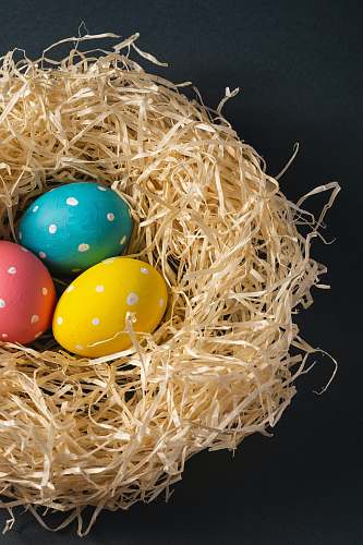 food blue and yellow egg on brown nest melitopol'