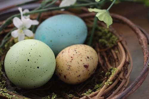 food blue egg on brown nest eggs