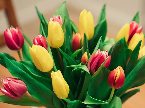 blossom purple and yellow roses tulip
