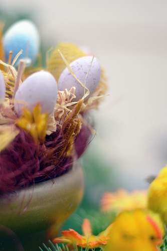 egg white and yellow flower in close up photography easter egg