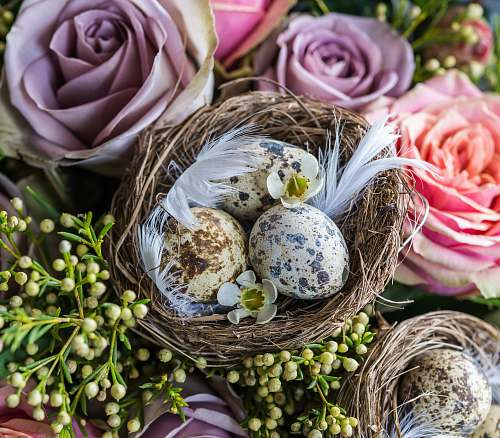 people quail eggs on brown nest with flowers person