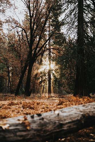 forest brown leaves on ground surround with trees at daytime tree
