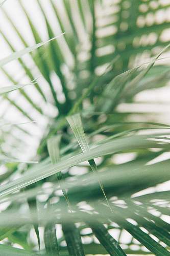 green closeup photography of green palm leaves nature