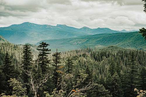 tree forest under white clouds abies