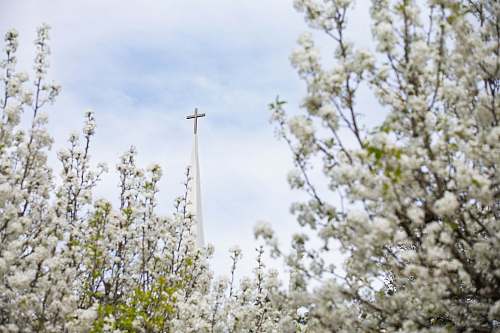 jefferson white cross on white flower field during daytime tx
