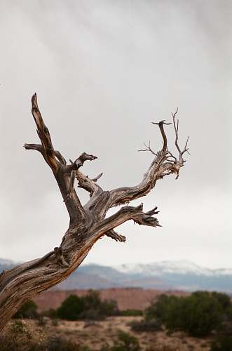 grey brown withered tree trunk driftwood