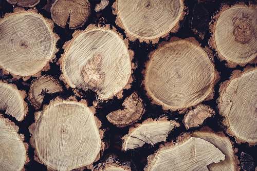 lumber pile of tree log log