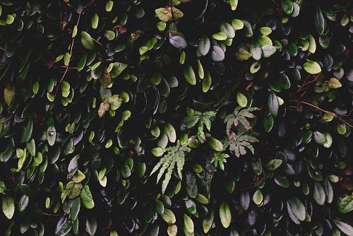 green leaves on a black background