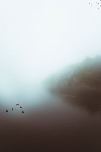 a foggy lake with ducks swimming in the water
